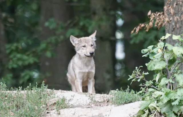 Veel vragen over de wolf en haar welpjes